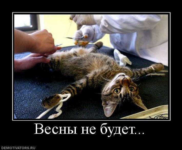 Элис Shyshkin фотография #32