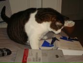 Yulia Piétremont фотография #19 (источник - https://vk.com/id926902)