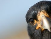 Фотография Аврунёвой Инны