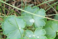 Рамиль Хамадеев фотография #38 (источник - https://vk.com/id4600244)