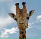 Фотография Корулиной Залии