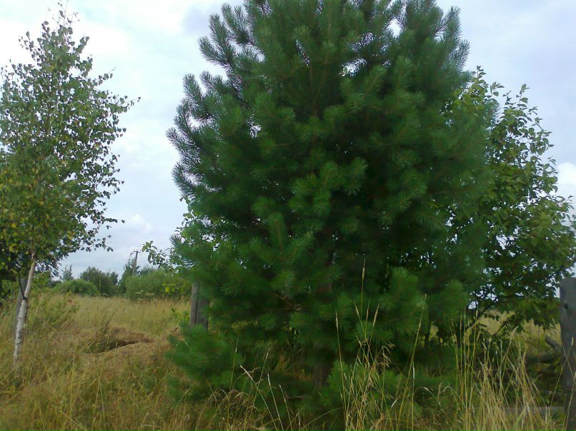 Дмитрий Дмитриев фотография #34