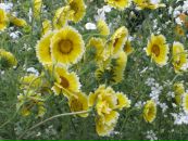 Фотография Коряковцевой Веры