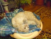 Фотография Головеря Максим