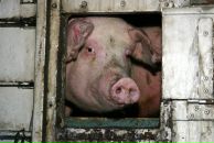 Фотография Artis Slava