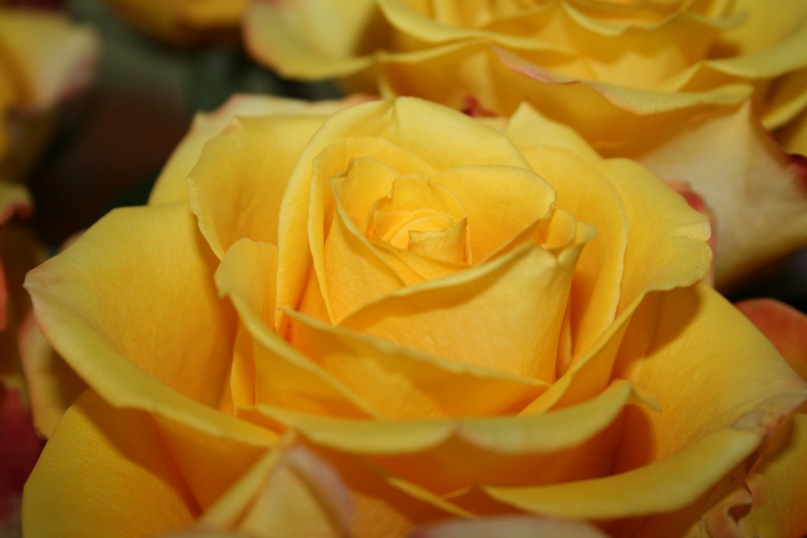 Оля Николаенко фотография #21