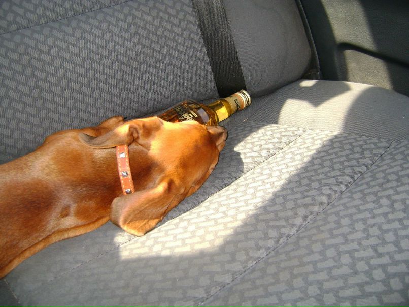 Дмитрий Шить фотография #40