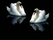 Фотография Самариной Елены