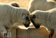 Фотография Бухаровой Кристины