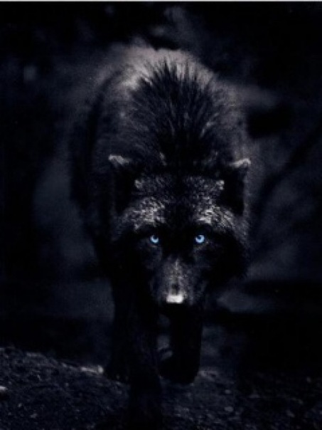 Black Wolf фото №1