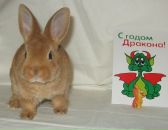 Фотография Харламовой Анны