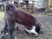 Федір Чесак фотография #35 (источник - https://vk.com/id100963214)