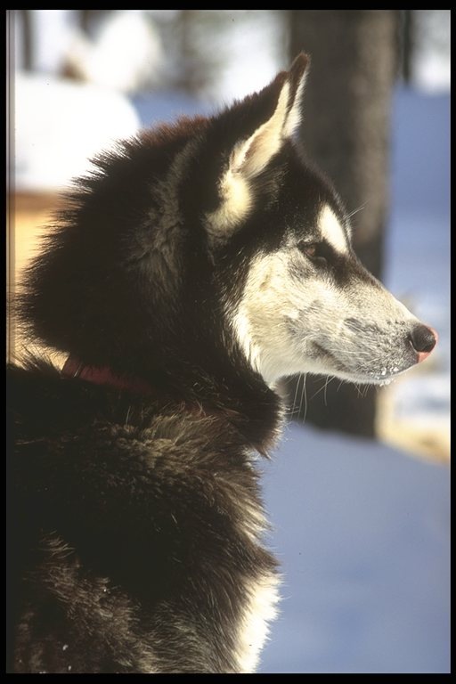 Рома Припутенко фотография #32