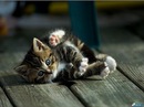 ♥алёнчик♥ *** фотография #13 (источник - https://vk.com/id137196584)