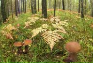 Фотография Савченко Маргариты