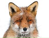 Фотография Шаа Раисат