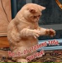 Роман Гіршфельд фотография #7 (источник - https://vk.com/id154775249)