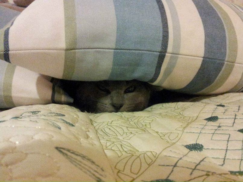 Дина Токарева фотография #25