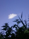 Коля Ясінський фотография #12 (источник - https://vk.com/id134904897)