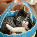 Соломійка Саміла фотография #3 (источник - https://vk.com/id160912363)