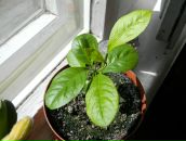 Фотография Амановой Виктории