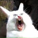 Фотография Шестакова Анна