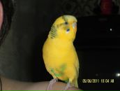 Фотография Коваленко Андрей