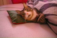 Елена Инопланетная фотография #10 (источник - https://vk.com/id335055)