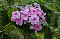 Фотография Лемешко Марины