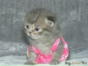 Фотография Максимова Дениса