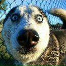 Фотография Веденеева Кирилла