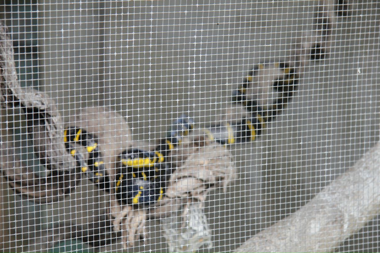 Дмитрий Симонов фотография #40