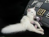 Фотография Коломеец-Рыковой Евгении