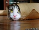 Андрій Львов фотография #48 (источник - https://vk.com/id28441248)