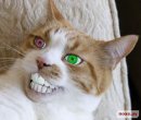 Не Не фотография #12 (источник - https://vk.com/id2478916)