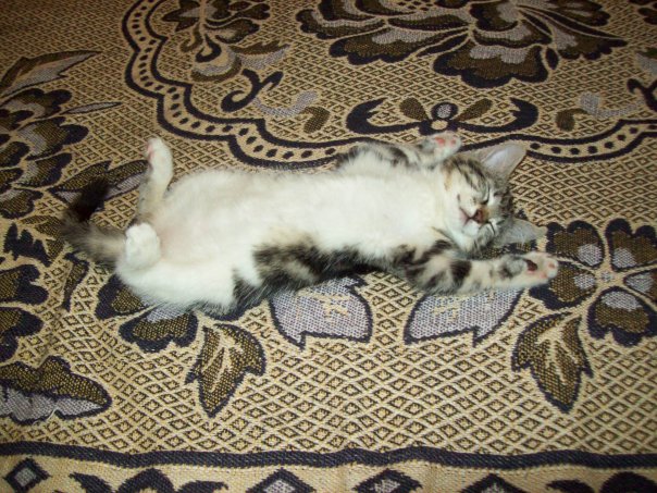 №17, Вадим Литвиненко №17, Вадим Литвиненко