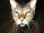 Фотография Сметаниной Татьяны