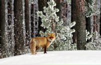 Катюсік Васюта фотография #2 (источник - https://vk.com/id170085865)