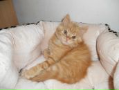 Ірина Білоконь фотография #13 (источник - https://vk.com/id22122336)