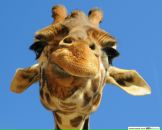 Фотография Мелентьевой Ольги