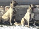 Murat Adji фотография #10 (источник - https://vk.com/id160019661)