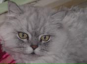 Фотография Хусаиновой Алсу