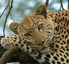 Фотография Бусыгиной Александры