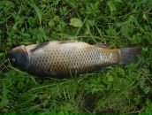 Славік Дюк фотография #2 (источник - https://vk.com/id68344779)