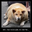 Олексій Остащенко фотография #43 (источник - https://vk.com/id68739914)
