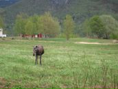 Lena Soleil фотография #24 (источник - https://vk.com/id787947)