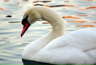 Фотография Колесниковой Юлии