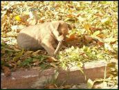 Свєтуся Прокопій фотография #15 (источник - https://vk.com/id38011274)