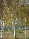 Фотография Абдрахмановой Альбины