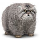 Свин ^_^ фотография #20 (источник - https://vk.com/id60082165)